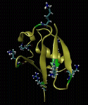 Image link to the Ubiquitin and Molecular Dynamics page